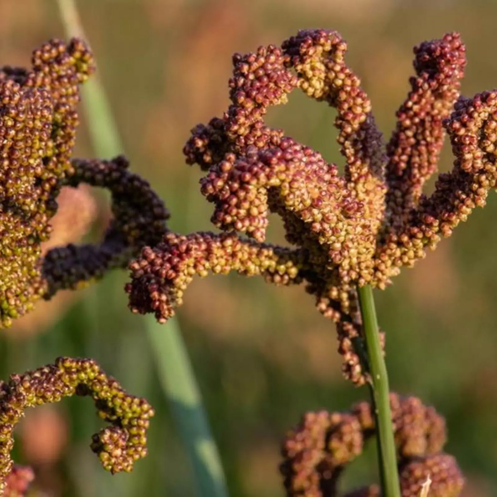 Ragi/ கேழ்வரகு - Image 2