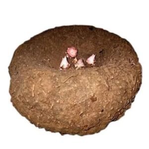 Elepbhant foot yam Senai Kilangu (சேனை கிழங்கு)