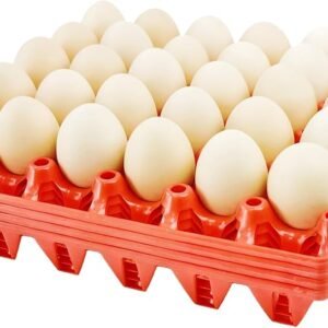 Egg / முட்டை