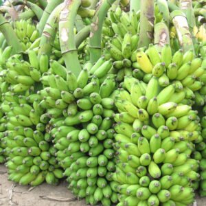 Banana bunch /வாழைக்குலை